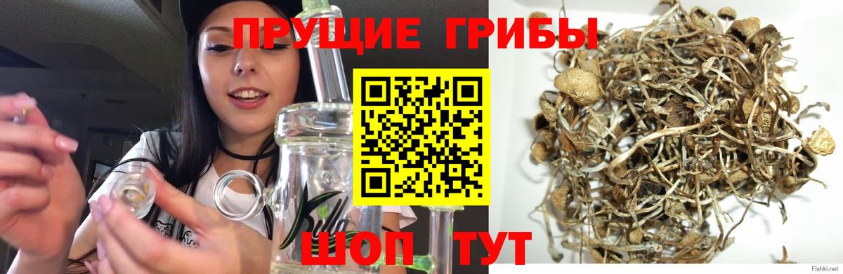 Галлюциногенные грибы GOLDEN TEACHER  Вход с VPN  Уссурийск 